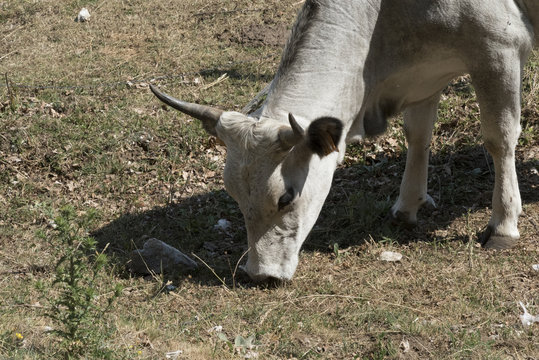 white cow in Irpinia. Italy . Cow white fur. Full Body. Eating grass in open fields. Day summer sun.
