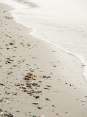 Shell On Beach