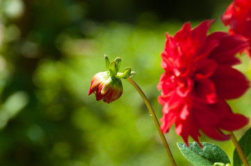 Red dahlia flowers
