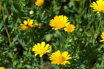 Yellow daisy flowers