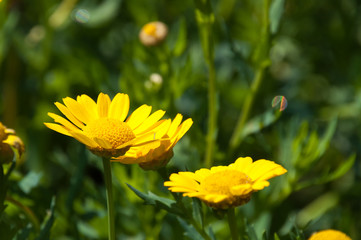 Yellow daisy flowers