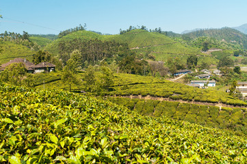 Fototapeta na wymiar View of tea plantation valley in Munnar