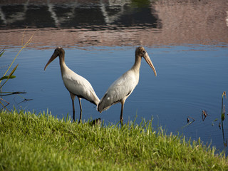 Two baby storks on a lake in Florida. Usa. Amerika
