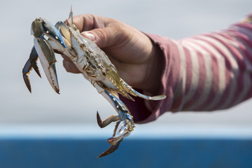 Crab fishing on the Lake Maracaibo, Venezuela