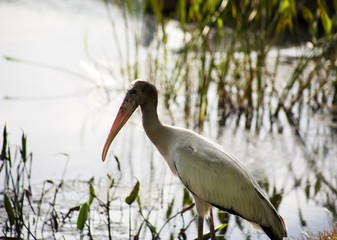 one  baby storks on a lake in Florida. Usa. Amerika