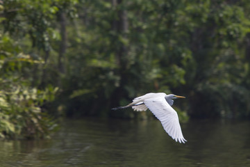 Flying Great Egret near Lake Maracaibo, Venezuela
