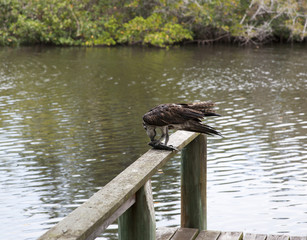 Osprey eating mullet fish in Florida. Gulf of Mexico