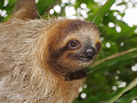 Head of young three-toed sloth in the jungle