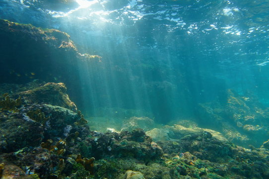 Fototapeta Sunbeams underwater viewed from seabed in a reef