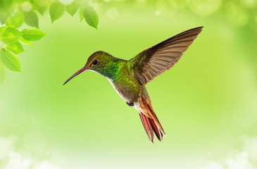 Hummingbird in Flight over Bright Green Background