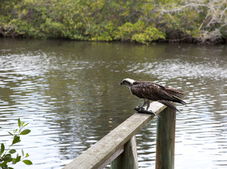 Osprey eating mullet fish in Florida. Gulf of Mexico