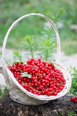 organic red currants