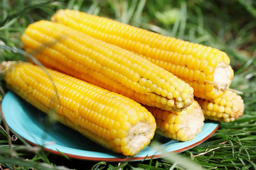 Boiled corn on the grass