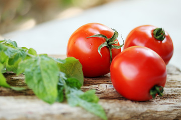 organic tomatoes