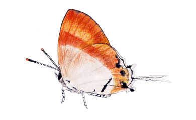 butterfly watercolor painting