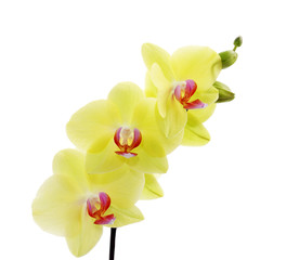 yellow phalaenopsis