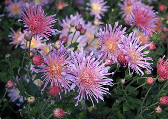 Bush of beautiful violet autumn chrysanthemum flowers