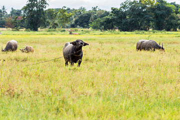 Naklejka na ściany i meble Thai water buffaloes in meadow