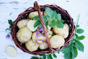 Potatoes in the basket, top view