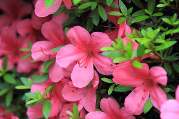 Pelargonium geranium group bright cerise pink flowers