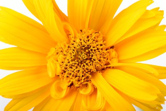 Closeup photo of a yellow daisy flowers