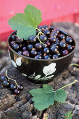 black currants in the black bowl