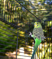 Parakeet in a bird cage