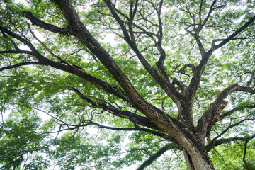 Big tree with fresh green leaves