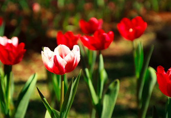 red tulip