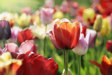 tulpen licht strahlen