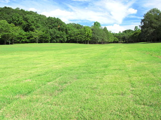 初秋の草原と林　21世紀の森と広場風景