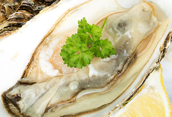 Oysters as background