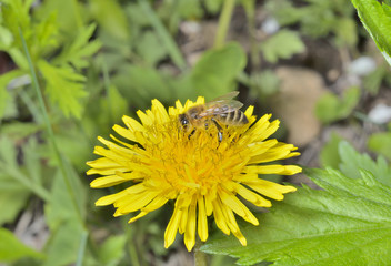 Bee on dandelion 7