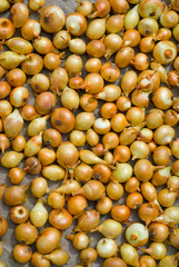 Drying Onion 1