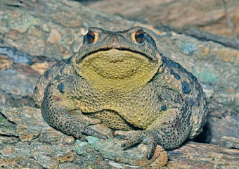 Toad (Bufo gargarizans) 26
