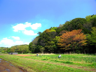 春の里山風景