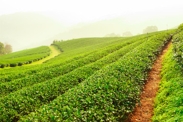 tea farm