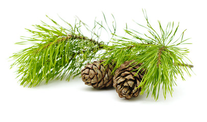 Green cedar branch with cones on white isolated
      