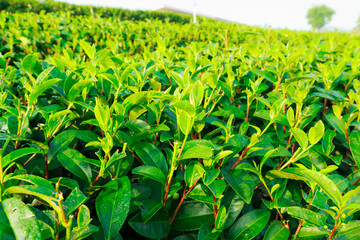 tea farm