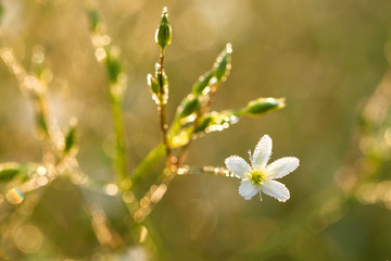 flowers blossoming on a meadow, blur background