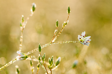 flowers blossoming on a meadow