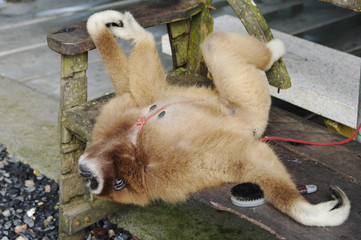 Obraz premium Monkey Gibbon (lat. Hylobatidae) rests on bench, Paradise Park Farm, Koh Samui, Thailand. 