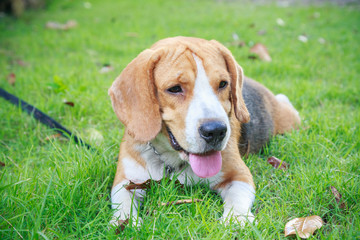 Nice beagle dog boy