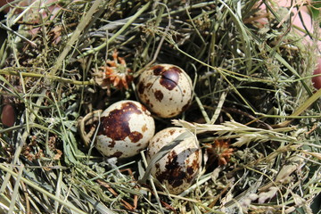 Obraz premium яйца в гнезде