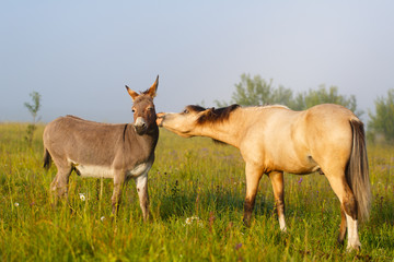 welsh pony and gray donkey