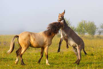 welsh pony and gray donkey