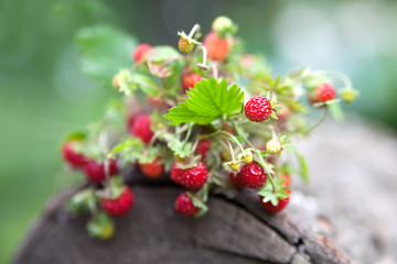 Branches of fresh wild wild strawberry on old wood of a log