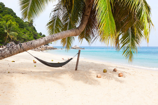 Hammock palm tree tropical beach island