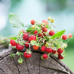 Branches of fresh wild wild strawberry on old wood of a log