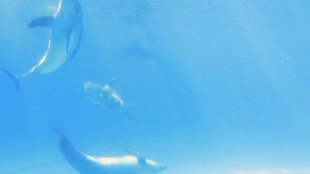 Dolphin Shoal